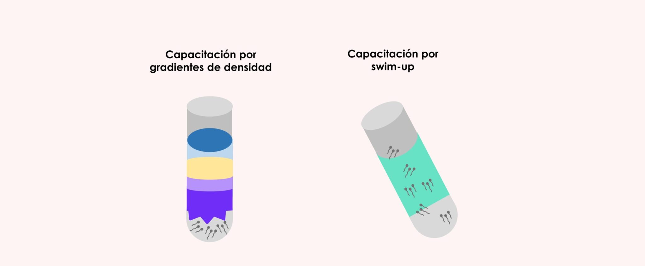 ¿qué Es La Capacitación Espermática Y Cómo Se Realiza