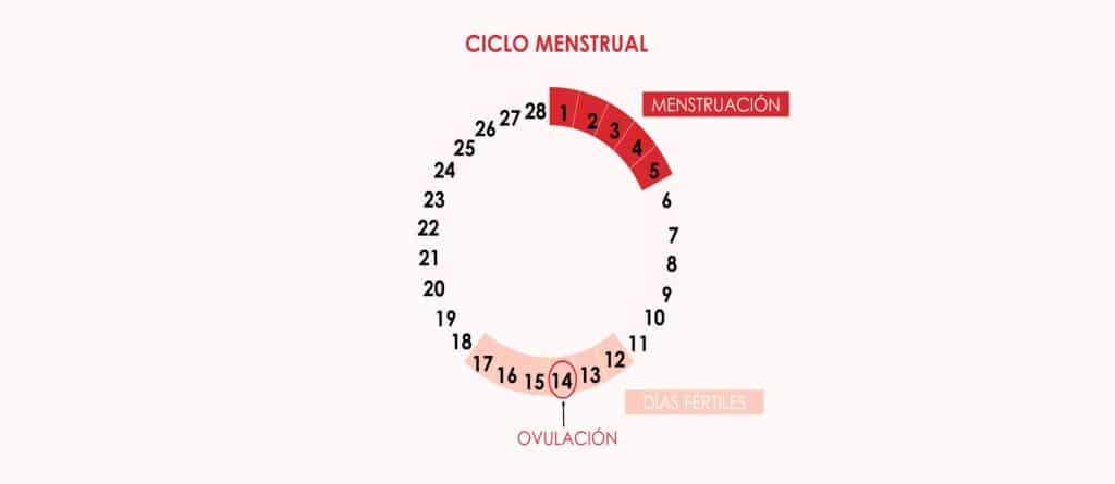 Cómo Saber Cuándo Estás Ovulando 3411