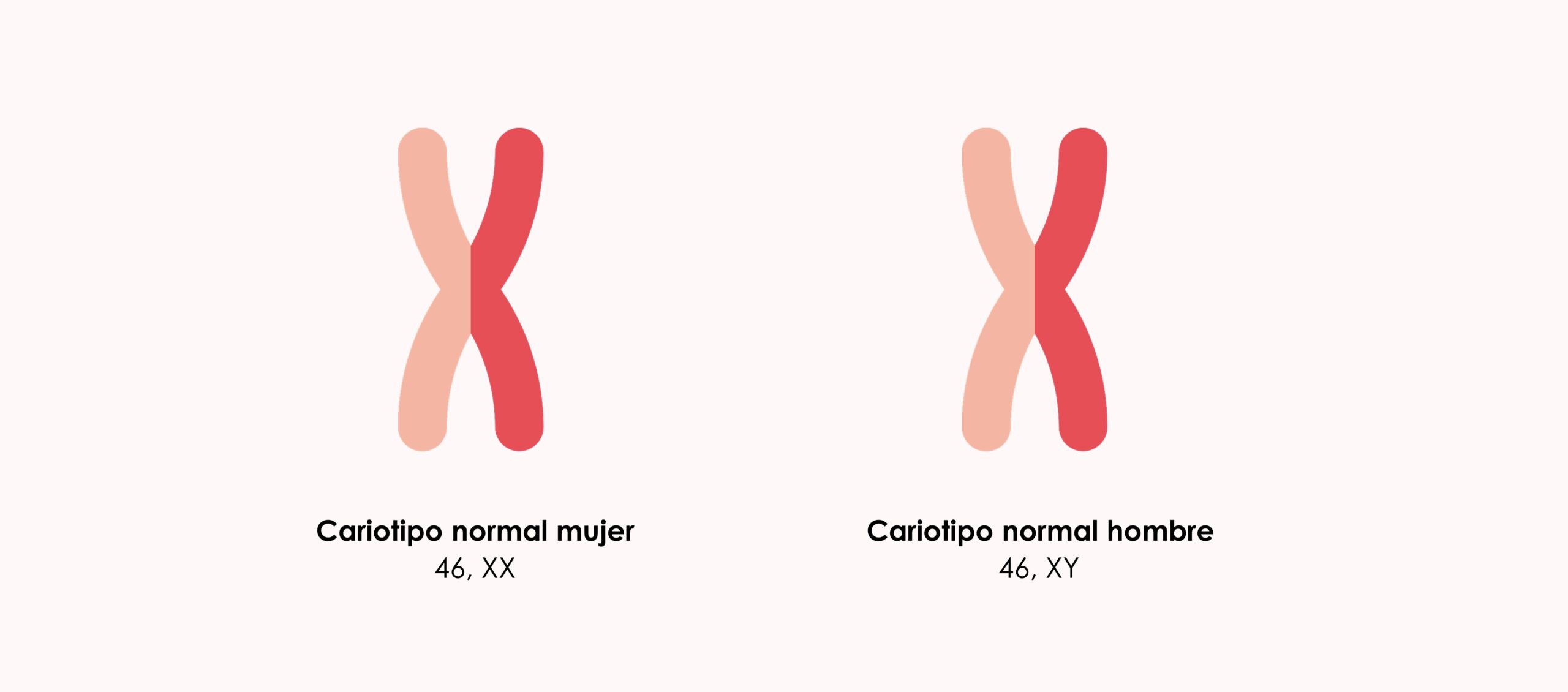 Estudio del cariotipo antes de iniciar un tratamiento de fertilidad