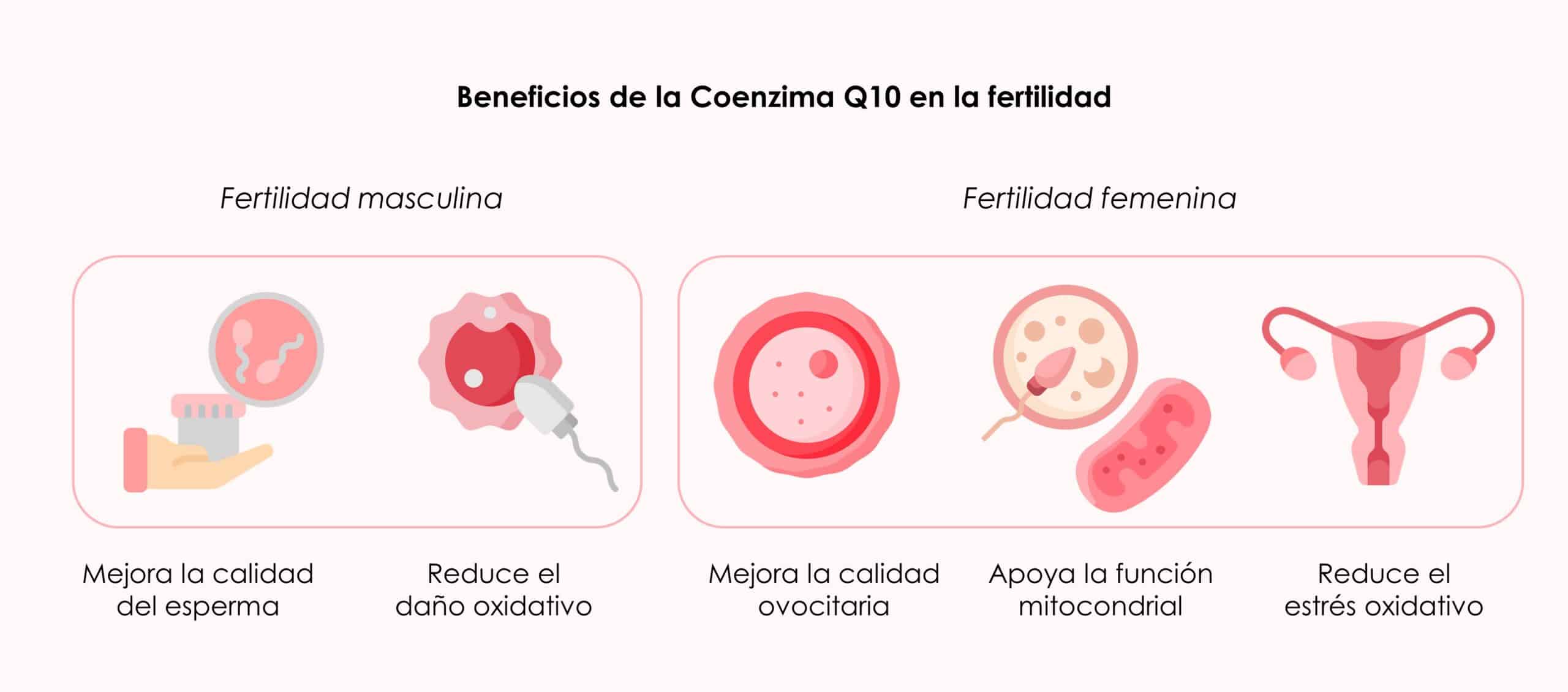 coenzimaq10yfertilidad