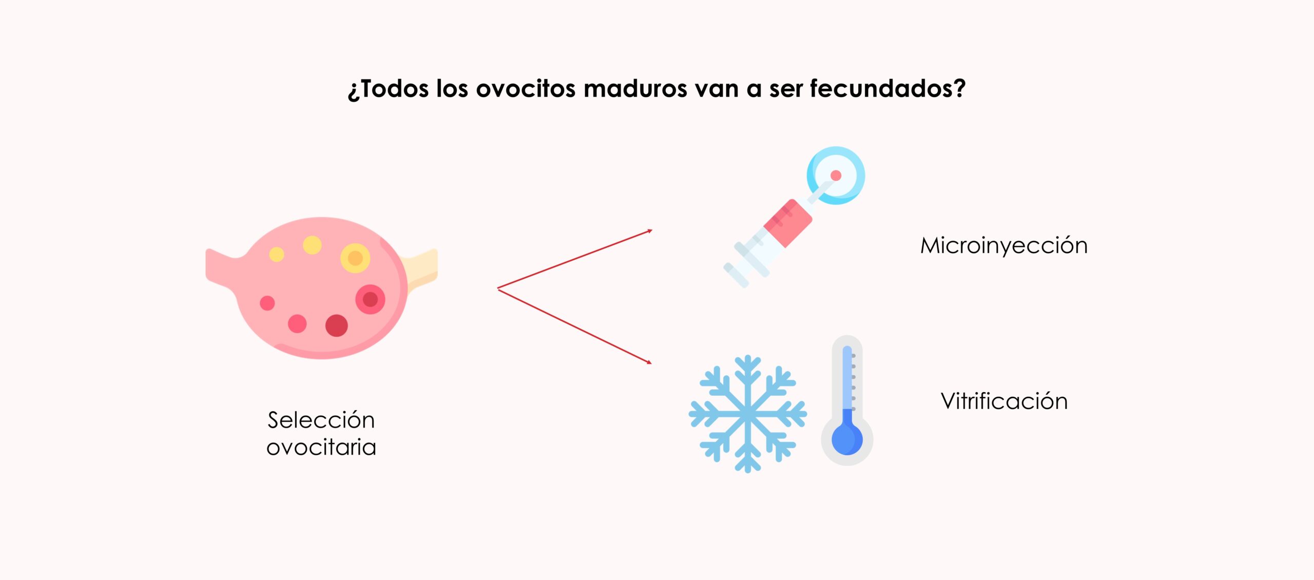 selección ovocitaria ginemed