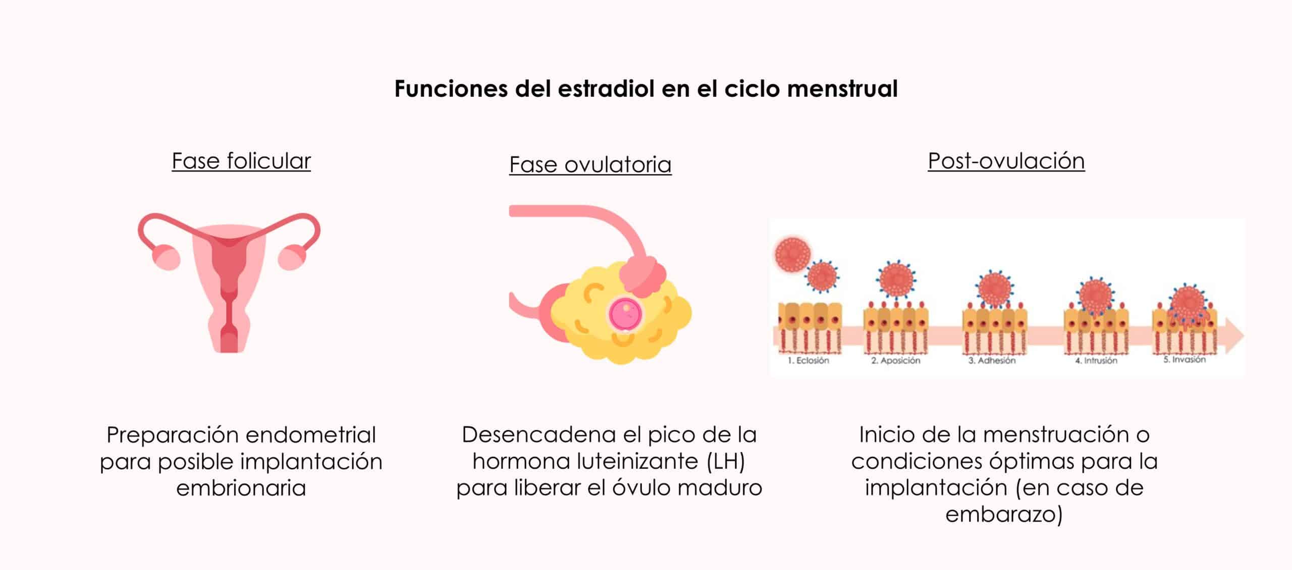 Funciones del estradiol en el ciclo menstrual